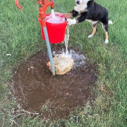Border Collie Puppies from Rivendell Border Collies