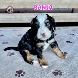 Banjo - Tri-color female Bernedoodle puppy in Banner Elk, North Carolina from Walnut Tree Bernedoodles