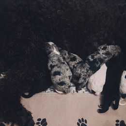 Assorted Doodle Crosses, Bernedoodle, and Poodle Puppies from ‘Mut’zger Doodles