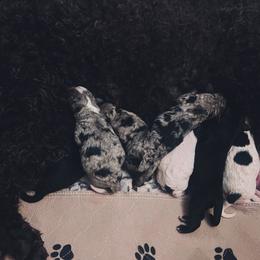Assorted Doodle Crosses, Bernedoodle, and Poodle Puppies from ‘Mut’zger Doodles