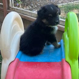 Landó - Black tri male Miniature Australian Shepherd puppy in Denair, California from CenCal Mini Aussies