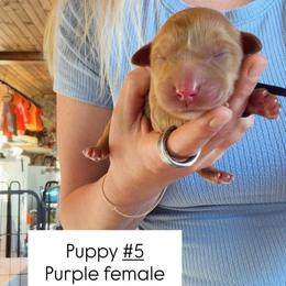 Purple Collar - Yellow female Labrador Retriever puppy in Sumerduck, Virginia from Cedar Mountain Retrievers