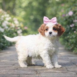 Jade - White female Cavapoo puppy in Ormond Beach, Florida from Florida Coast Doodles