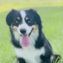 Aussiedoodles, Miniature Australian Shepherds, and Toy Australian Shepherds from River Hill Ranch