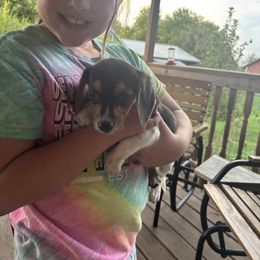 Girl 2 - Brown white and tan female Beagle puppy in Martinton, Illinois from Iroquois River Beagles