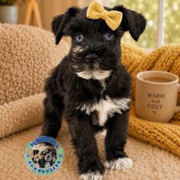 Nova - Black female Miniature Schnauzer puppy in Magalia, California from NorCal Schnauzers