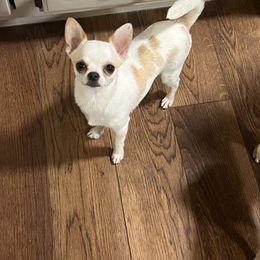 American Hairless Terrier and Chihuahua All Grown Up from CAS