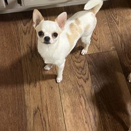 American Hairless Terrier and Chihuahua All Grown Up from CAS