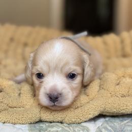 Winston - Cream male Dachshund puppy in Wharton County, Texas from Country Bumpkins