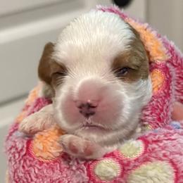 Girl - Tri-color female Cavalier King Charles Spaniel puppy in Queen Creek, Arizona from Andresen's Cavaliers