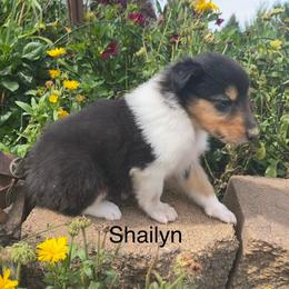 Shailyn - Black white and tan female Collie puppy in Hinckley, Minnesota from Rusty Spur Collies