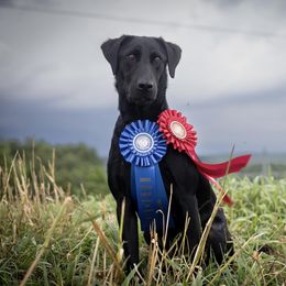 Labrador Retriever Puppies from Holyoke Kennel