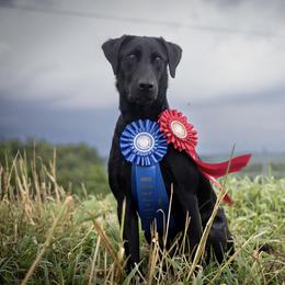 Labrador Retriever Puppies from Holyoke Kennel