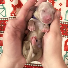 Roux - Cream male Dachshund puppy in Biloxi, Mississippi from Southern Doxies Ms