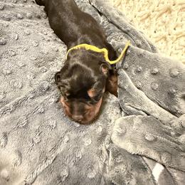 Adeline - Black and rust female Doberman Pinscher puppy in Boyd, Texas from Team Feem Breeders
