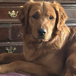 Flynn - Golden Retriever