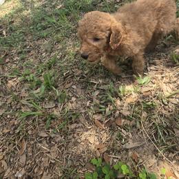 Lily - Apricot female Goldendoodle puppy in Tavares, Florida from Spirited Doodles