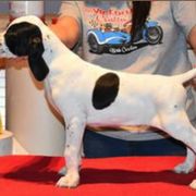 Curly-Coated Retriever and Pointer Puppies from Avalon Pointers