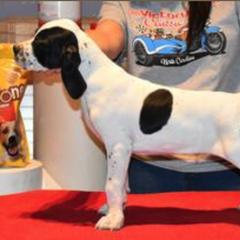 Curly-Coated Retriever and Pointer Puppies from Avalon Pointers