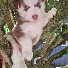 Rusty - Red and white male Siberian Husky puppy in Springfield, Massachusetts from 16acreshuskies