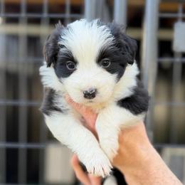 Chaos - Black and white female Border Collie puppy in Kalispell, Montana from North Fork Border Collies