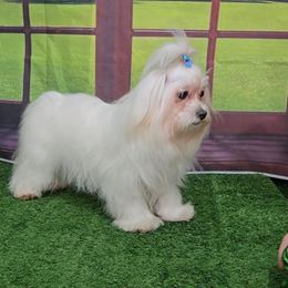 Sparkle - Maltese