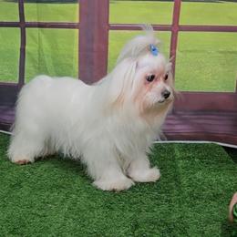 Sparkle - Maltese