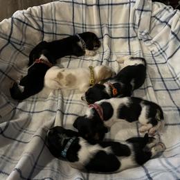 Basset Hound puppies from Brannon Bassets