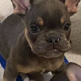 French Bulldogs from Peach Pit Frenchies
