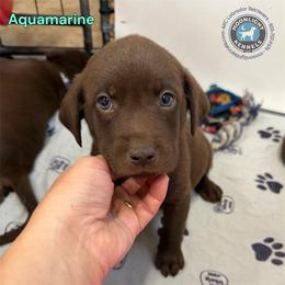Aquamarine - Chocolate female Labrador Retriever puppy in Elloree, South Carolina from Moonlight Kennels LLC