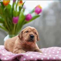 Nellie - Dark golden female Golden Retriever puppy in Saint Joe, Indiana from Golden Acres Farm