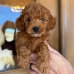 Tiny little love bug - Red  male Goldendoodle puppy in Mayfield, Utah from Ruff Country Doodles