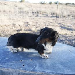Picasso - Dachshund