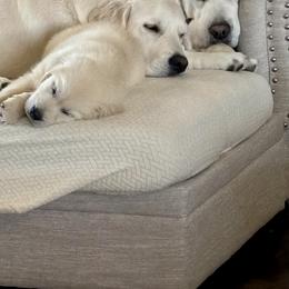 Golden Retriever Puppies from Mule City Kennels