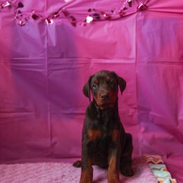 Doberman Pinscher and Labrador Retriever Puppies from GFDutton Retrievers & Dalla Grazia Dobermans