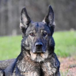 Dejuco Kali - German Shepherd