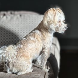 Ollie - Morkie