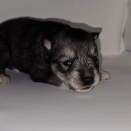 Cuddles - Agouti and white female Siberian Husky puppy in Kansas City, Missouri from Anuun's Huskies