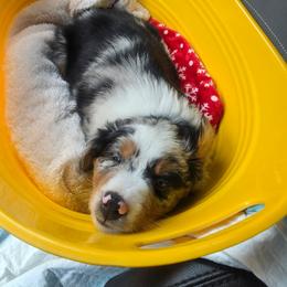 Australian Shepherd Puppies from Sharon's Australian Shepherds