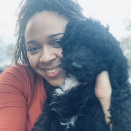 Goldendoodle Puppies from Golden Cuddle Pups