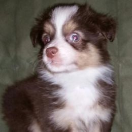 Miniature Australian Shepherds and Toy Australian Shepherds from Donnie's Miniature & Toy Australian Shepherds