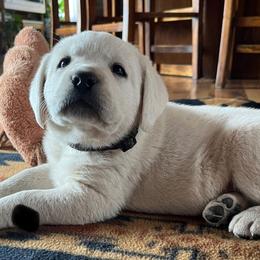 Addie's Black Collar - Yellow male Labrador Retriever puppy in Mansfield, Missouri from Leadhill Labs