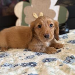 Hangman - Red male Dachshund puppy in Morristown, Tennessee from Hillside Hounds