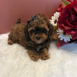 Molly - Sable female Poodle puppy in Lakeland, Florida from Blessed Beginnings Puppies