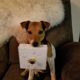 Muppet - Parson Russell Terrier