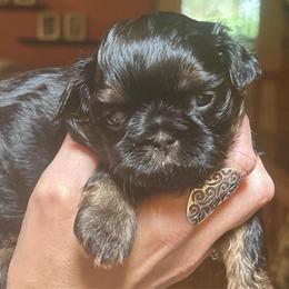 Marshmallow - Black and tan female Shih Tzu puppy in Nekoosa, Wisconsin from Brox Acres House of Fur LLC