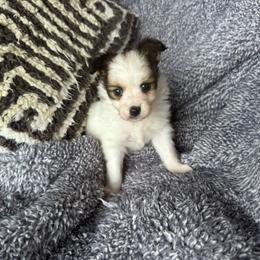 Laken's white and red sable boy - White and sable male Papillon puppy in Shirley, Arkansas from Lucky Pups