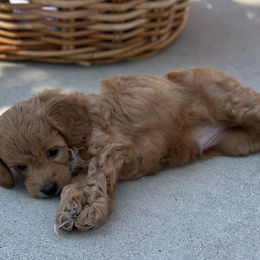 Goldendoodle Puppies from Miss Cindy’s Doodles