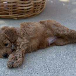 Goldendoodle Puppies from Miss Cindy’s Doodles