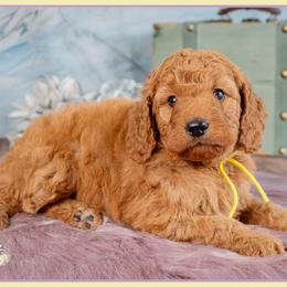 Paige - Red  female Goldendoodle puppy in Connersville, Indiana from Deaz Doodle Ranch